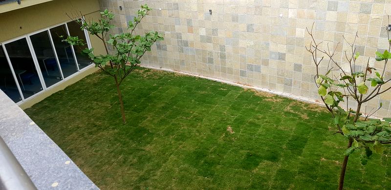 Courtyard lawn with young trees beside a stone-clad wall